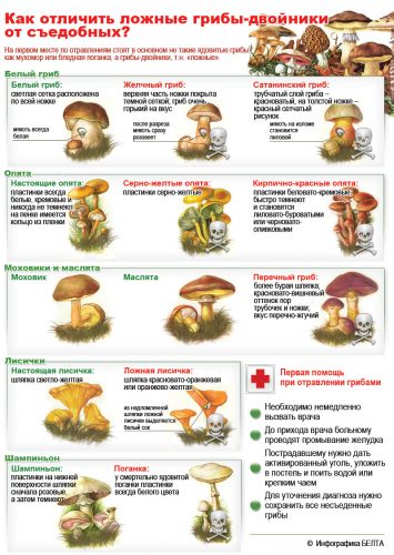 грибы картинки для детей4